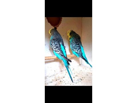 Show jumbo muhabbet kuşlar