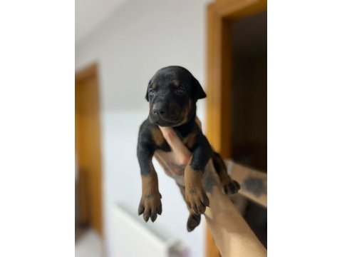 Farklı olmak isteyene doğru adres blue doberman yavrular