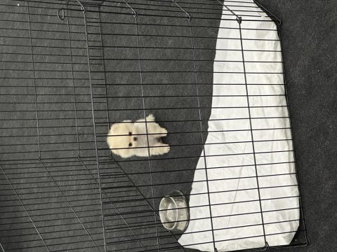 Irk ve sağlık garantili 3 aylık dişi pomeranian boo