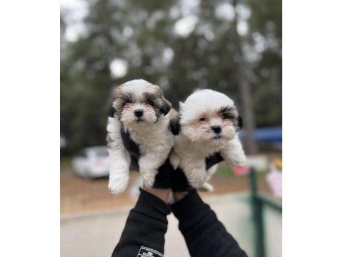 Shih tzu yavrular