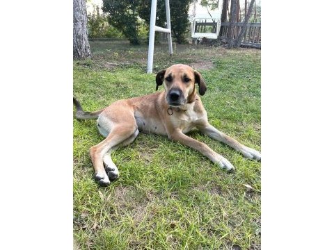 Köpeğe acil yuva arıyoruz barınağa gitmesin