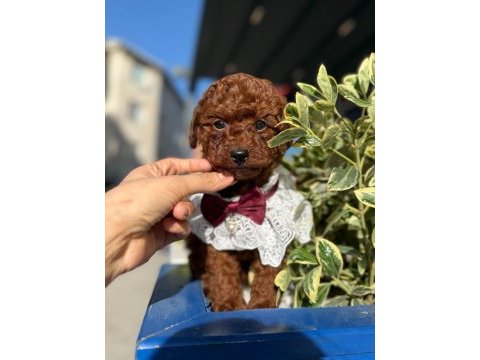 Sevimli poodle yavruları