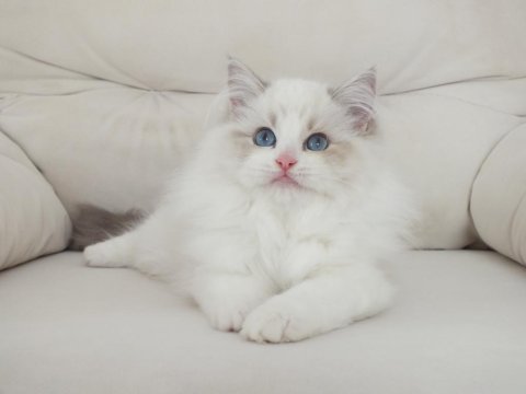 Full şecereli ragdoll yavruları