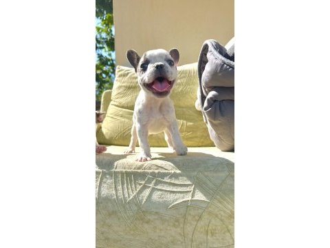 Yeşil gözlü blue pied french bulldog bebeklerim