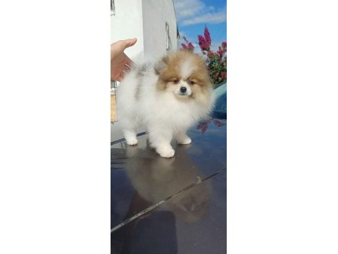 Garantili pomeranian boo dişi