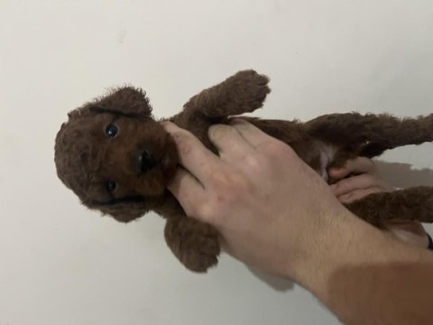 Toy poodle yavru köpeğimiz