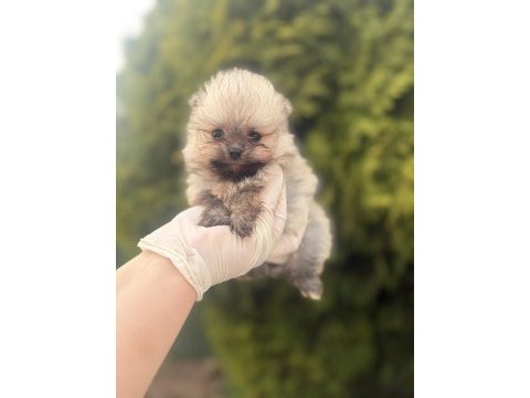Pomeranian boo yavrularımız