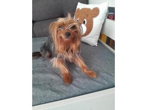 Sevecen ve oyuncu bi dost köpeğimiz
