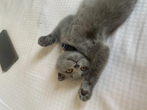 Çok sağlıklı scottish fold yavrum