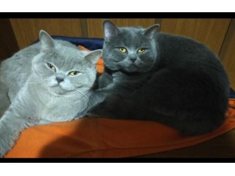 Yetişkin dişi british shorthair