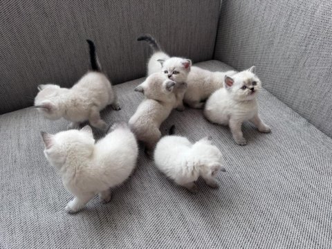 Safkan beyaz british shorthair yavrular