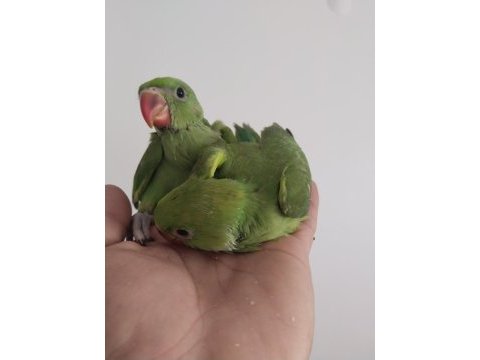 El besleme bebek pakistan papağanlar