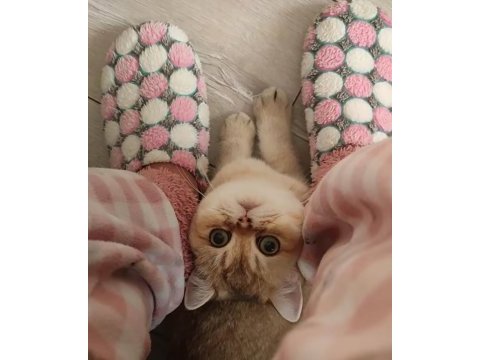 British shorthair kızımıza eş arıyoruz