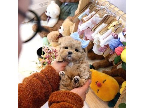 Mutluluk sembolü maltipoo yavrular