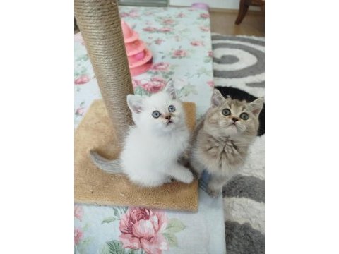Golden lilac ve blue point yavru kediler