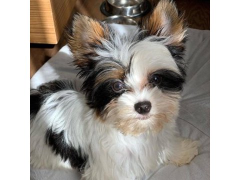 Biewer yorkshire puppy micro