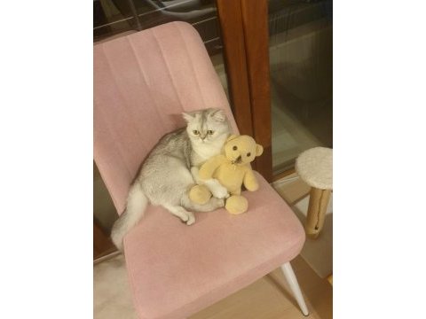 Scottish long hair british shorthair çift sahiplendiriyorum