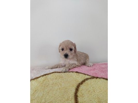 Kore saf kalite süt bebekler 14 şubat bebekleri köpekler