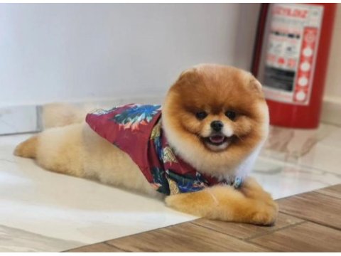 Türkiyenin en iyisi iddaa eðiyoruz pomeranian