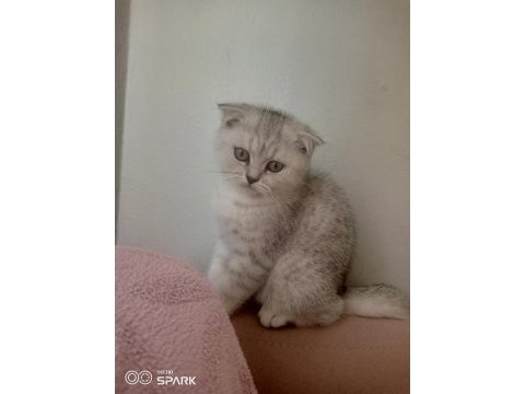 2.5 aylık erkek silver scottish fold