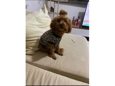 Acil toy poodle