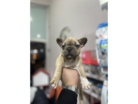 Safkan a kalite french bulldog yavrular