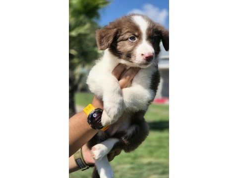 Birinci sınıf safkan border collie yavruları 