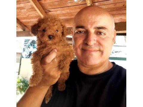Poodle efsane teacup bebekler