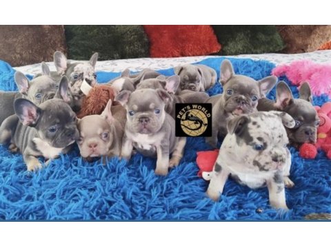 Özel renkler french bulldog yavrularımız