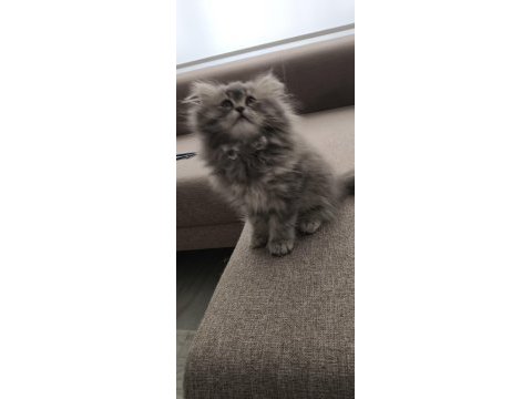 Yün yumağı çok tatlı chinchilla yavrularım