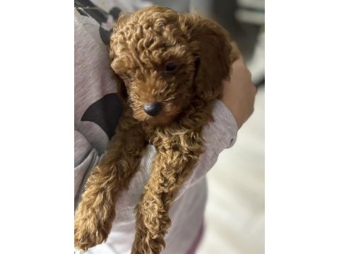 Orjinal kore toy poodle erkek üst kalite ırk garantili