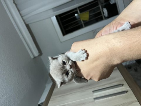Minik scottish fold bebeklerim