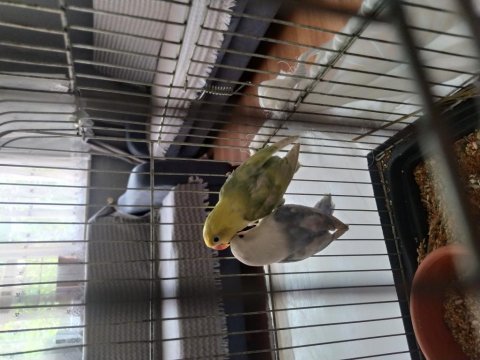 3-4 aylık parblue opaline cennet papağanları