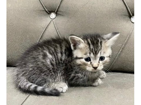 2 aylık british longhair ve siyam yavrular yuva arıyor
