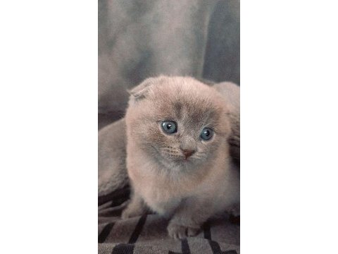 Ücretli sahiplendirme scottish fold