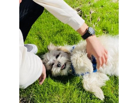 Acil köpeğimiz