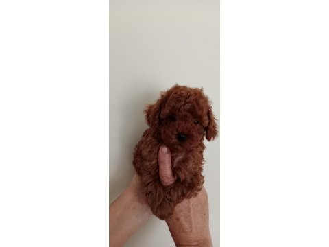 Poodle akademi