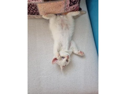 Scottish fold yavru kedimiz