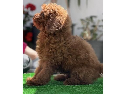 Orjinal kore toy poodle yavrularımız