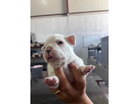 French bulldog köpeğimiz sütten kesildi