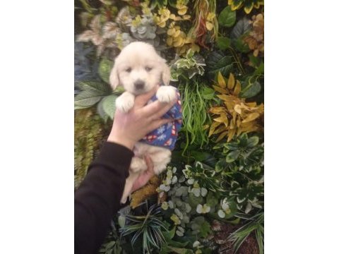Üst düzey bir dişi ve bir erkek golden retriever