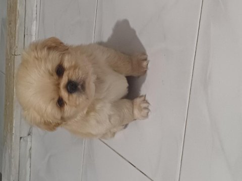Pekinez bebişlerimiz büyüdü