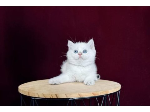 Dişi ve erkek british shorthair bebeklerim