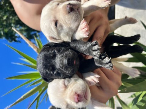 Labrador yavruları a kalite tüm illere gönderim