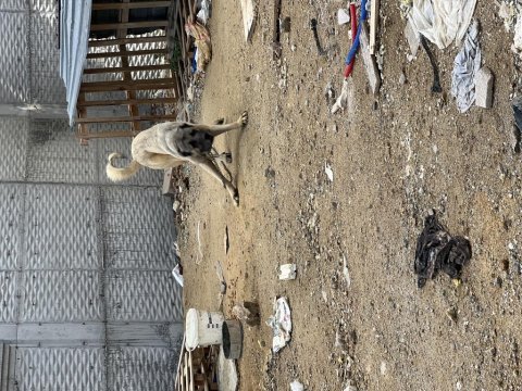 20 aylık safkan özel bakımlı kangal tüm aşıları tamdır