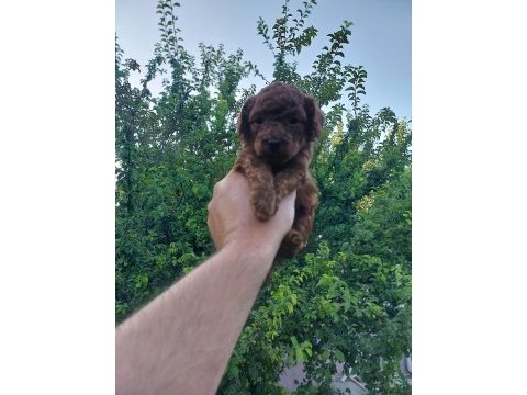 Red brown kore safkan toy poodle yavrularımız
