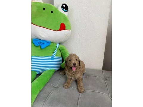 Sevimli maltipoo köpekler