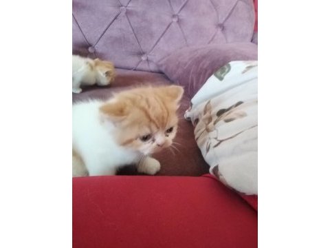İran persian saf bebekler