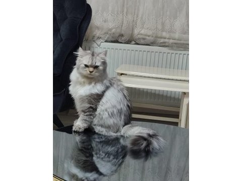 British longhair kedime eş arıyoruz