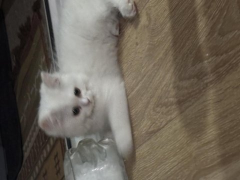 2 chinchilla kedim olduğu için sahiplendiriyorum